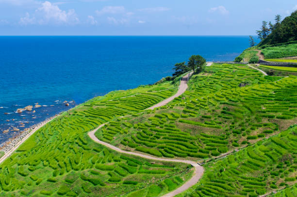 istock Rice paddy in the summer. 695037510