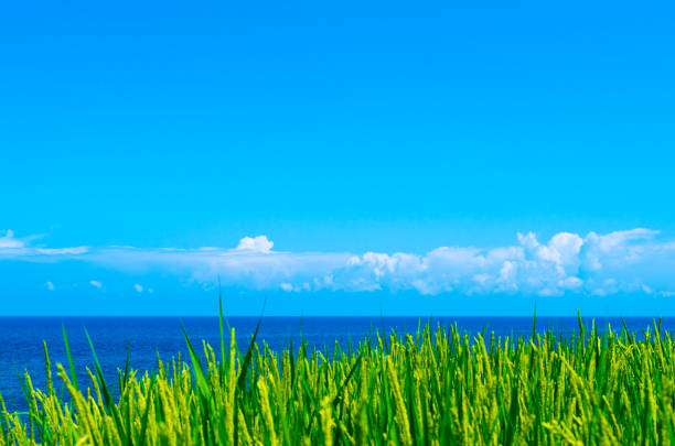 Rice paddy in the summer.