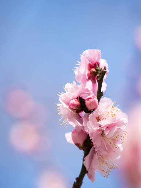 istock Plum blossom in Japan 695038662