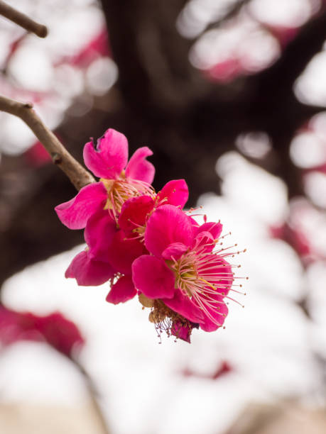 istock Plum blossom in Japan 695038674