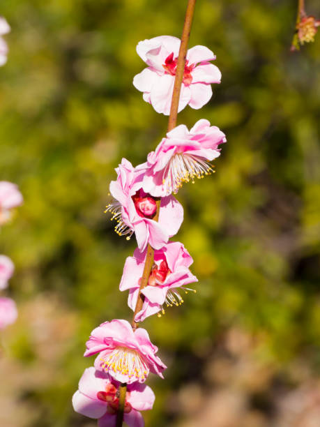 istock Plum blossom in Japan 695038908
