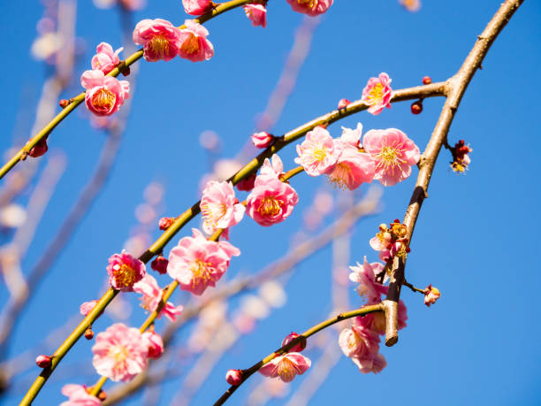 istock Plum blossom in Japan 695038916