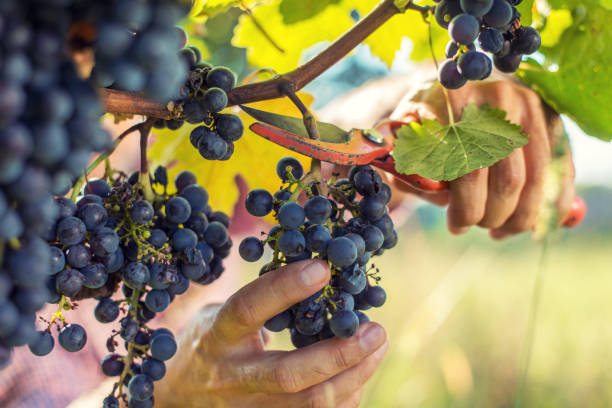 raisins de récolter - winemaking grape harvesting crop photos et images de collection