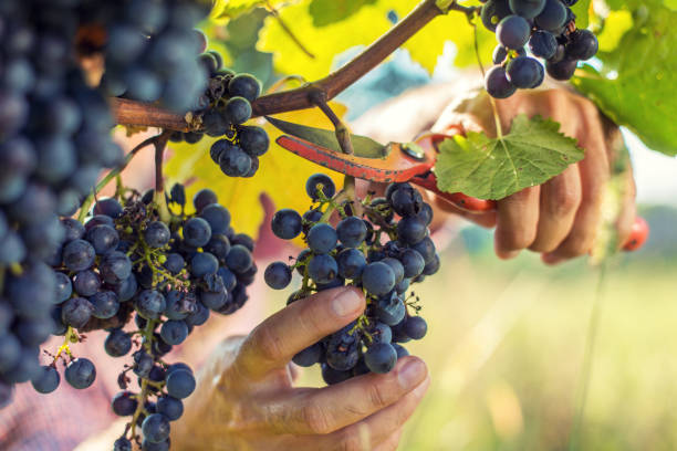 raccolta dell'uva - winemaking grape harvesting crop foto e immagini stock