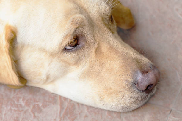 A Labrador is seen in an open door