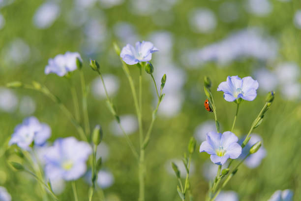 istock Blue flax flower closeup 695055336