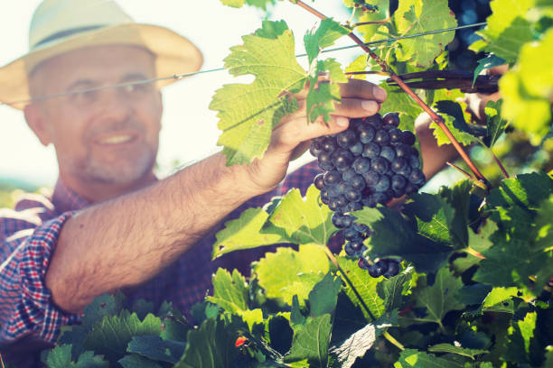 winiarz zbierający winogrona - senior adult caucasian farmer grape harvesting zdjęcia i obrazy z banku zdjęć