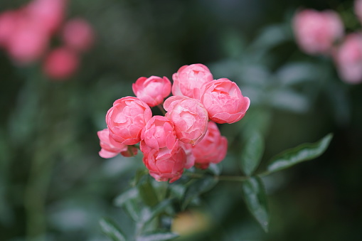 Tokyo, Japan-June 11, 2017:Closeup shot of rose: species Father's day or Polyantha Rose.