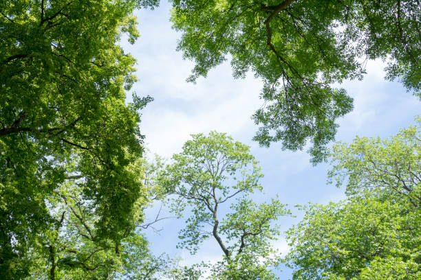istock Springtime trees in park with blue sky and vibrant colors 695062510
