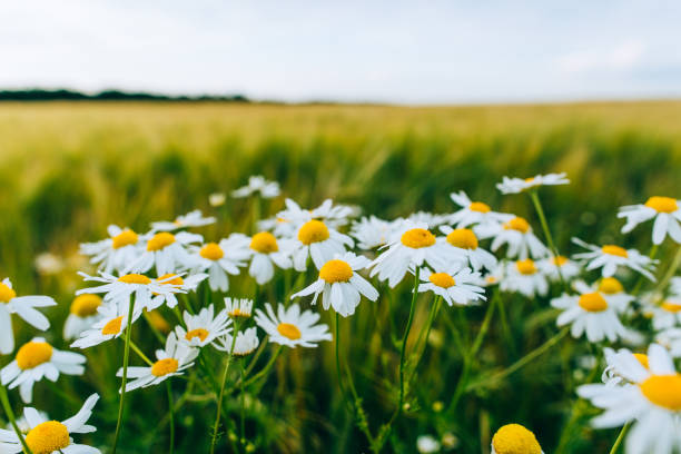 istock Green wheat and wild flowers 695065442