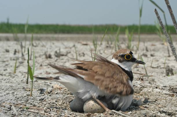 1 300+ Pluvier Petit Gravelot Photos, taleaux et images libre de droits