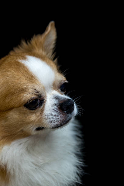 pies tak słodkie chihuahua rasy brązowy i biały kolor siedzi na czarnym tle - male vertical photography studio shot zdjęcia i obrazy z banku zdjęć