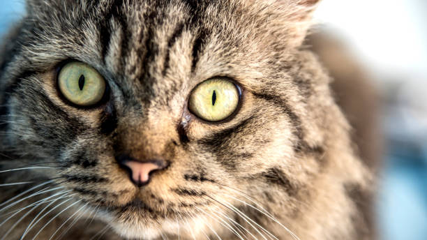 istock Thai cute cat brown black color lying on floor 695068858