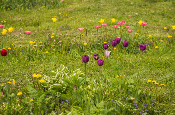 istock Fresh spring tulips on a green lawn with dandelions, Moscow 695071496