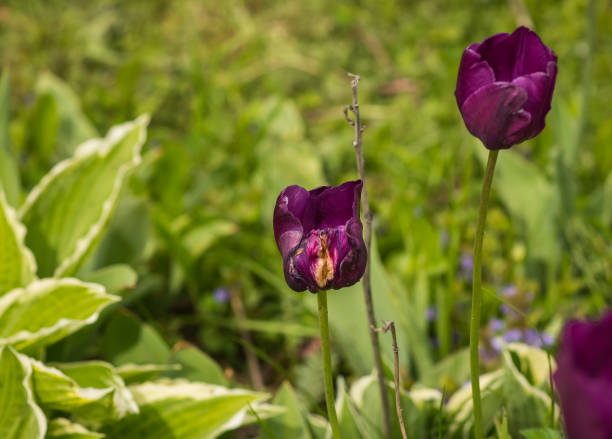 istock Fresh spring tulips on a green lawn with dandelions, Moscow 695071600