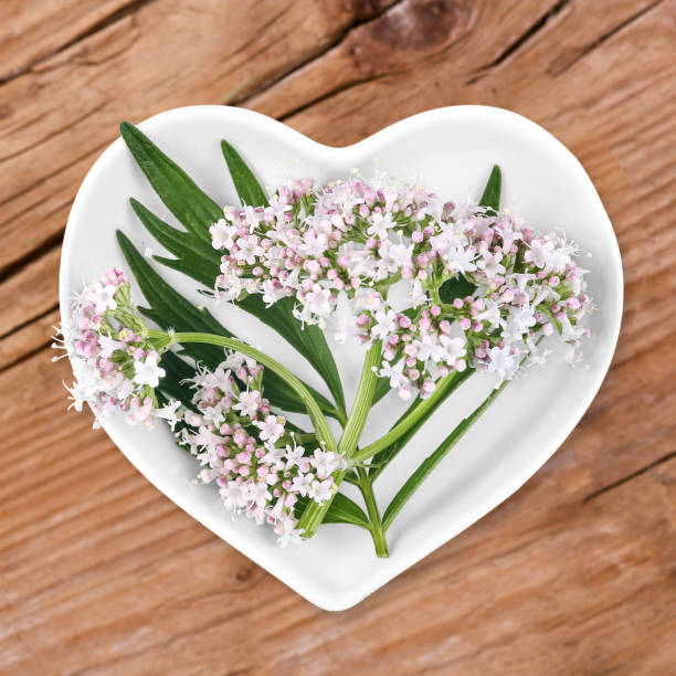 istock Homeopathy and cooking with valerian 695071704