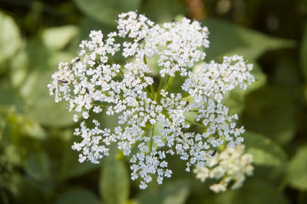 istock blossom of a ground elder 695071752