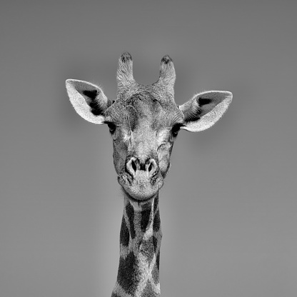 A closeup facial portrait of a giraffe in Southern Africa