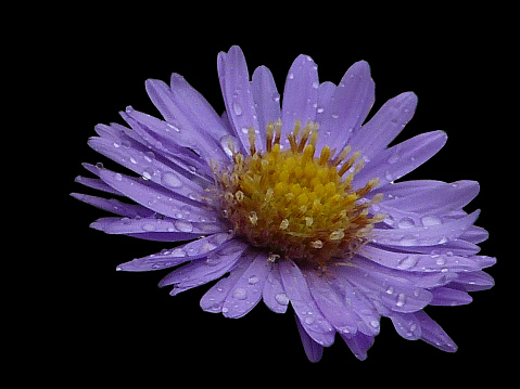 Image of a purple and yellow Michaelmas daisy isolated on a black background
