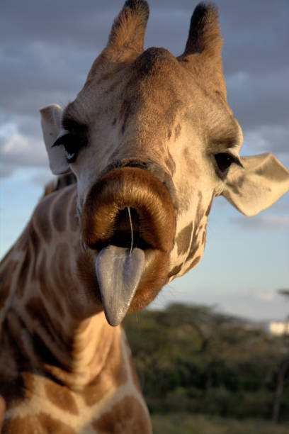istock Giraffe with tongue sticking out 695076252