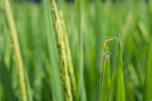 Mating dragonfly in rice field. Mating dragonfly in rice field. calopteryx syriaca stock pictures, royalty-free photos & images