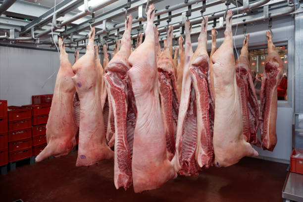 istock Pig carcasses cut in half in slaughterhouse 695081840