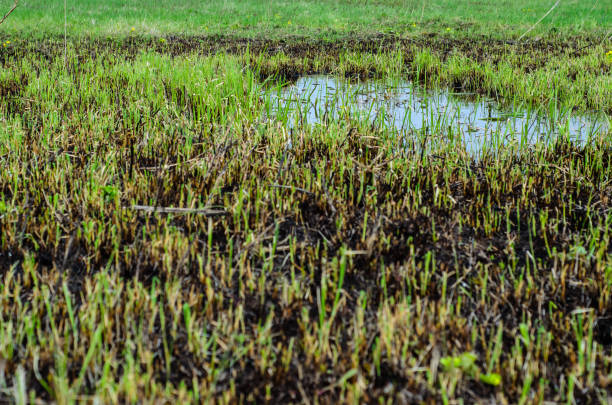 istock Young reed in Dnieper marshes 695085286