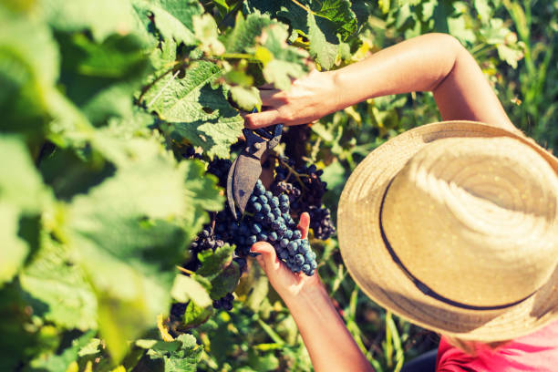 istock Woman harvesting the grapes 695091530