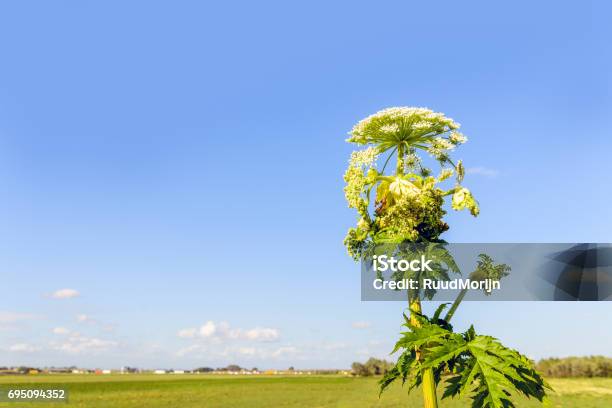 Reuzenberenklauw In Verschillende Bloeiende Fasen Stockfoto en meer beelden van Berenklauw - Berenklauw, Nederland, Reus - Fictief figuur