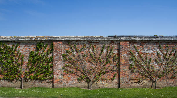 Pruned Espalier Fruit Trees A row of fruit espalier trees that have been pruned and trained against an old brick wall in an ornamental, walled garden. walled garden stock pictures, royalty-free photos & images