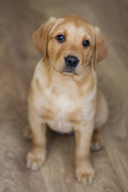 istock Yellow Labrador Puppy 695097176