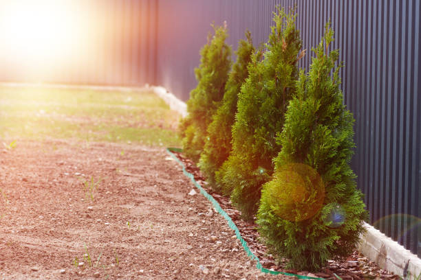istock Evergreen trees are planted in a row 695097848