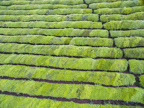 tea leaves grow in the sunny day aerial view