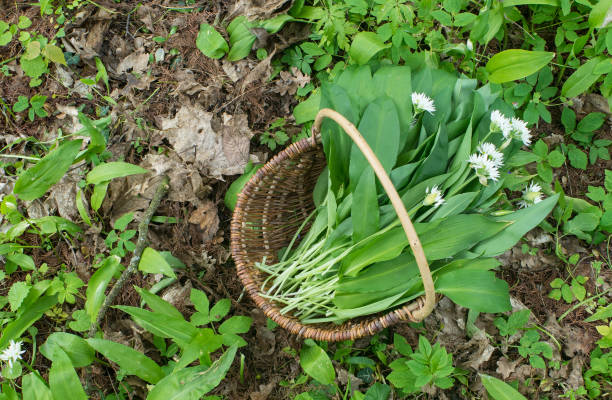 野生のニンニク - leek food nature vegetable ストックフォトと画像