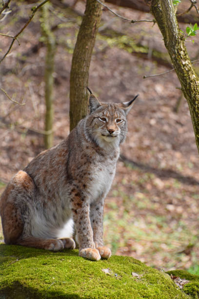 istock Eurasian lynx on moth stone in forest 695103976