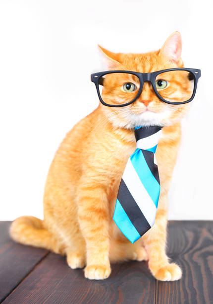 istock Cute red cat with glasses and a tie sitting on a table. 695104496