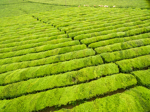tea leaves grow in the sunny day aerial view