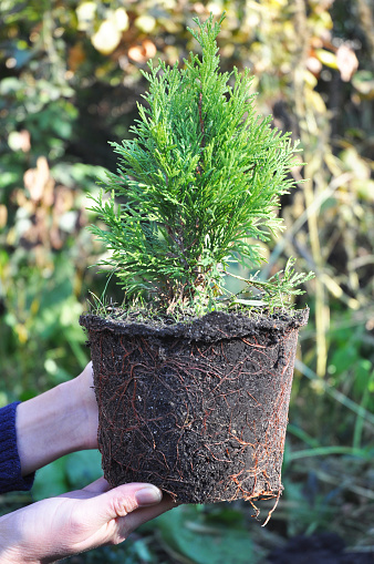Planting Thuja. Gardener Hands Planting Cypress tree,  Transplant Thuja with Roots