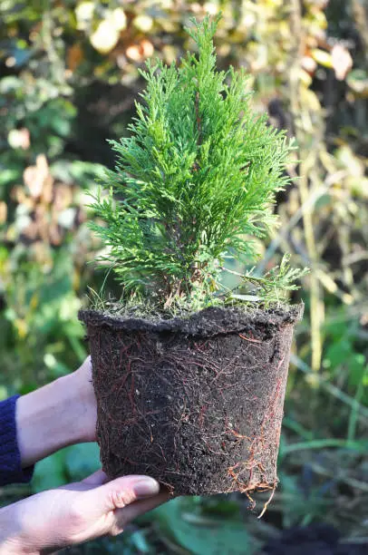 Photo of Planting Thuja. Gardener Hands Planting Cypress tree,  Transplant Thuja with Roots