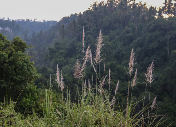 istock Nature in the jungle on the sunrise 695107536