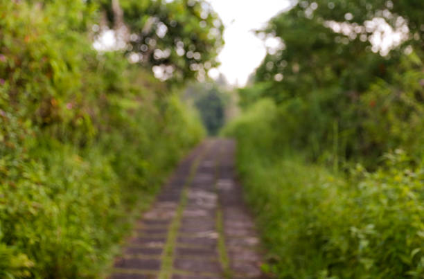 Green blur nature on the sunrise in the jungle in Bali. Natural path