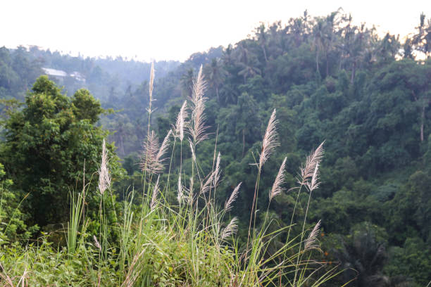 istock Nature in the jungle on the sunrise 695107580