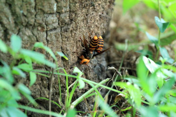 istock Japanese giant hornet 695107760