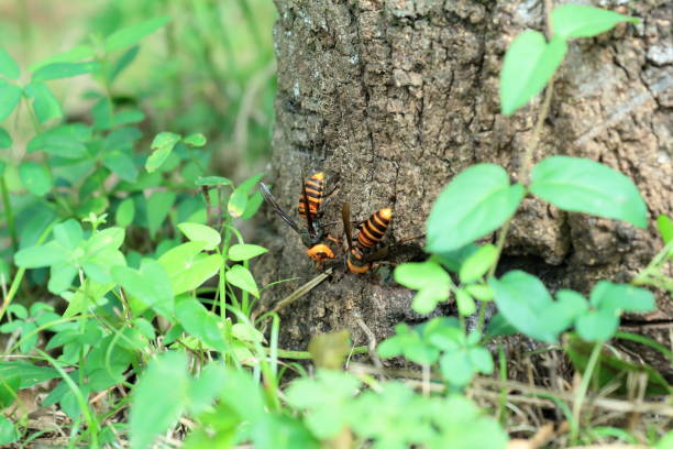 istock Japanese giant hornet 695107786