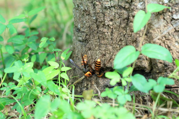 istock Japanese giant hornet 695107820