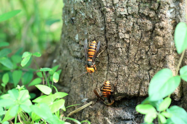 istock Japanese giant hornet 695107850