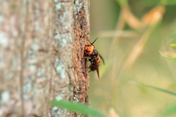 istock Japanese giant hornet 695107976