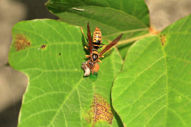 istock Japanese giant hornet 695107988