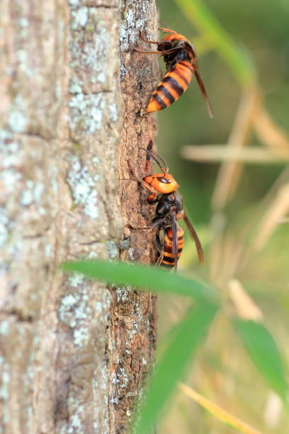 Japanese giant hornet