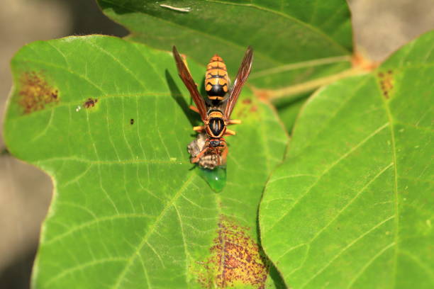 istock Japanese giant hornet 695108118